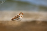 Snehule severni - Plectrophenax nivalis - Snow Bunting 7565